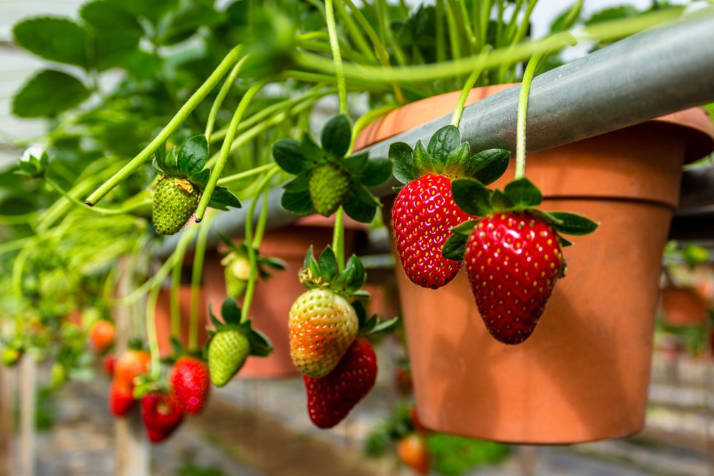 Piante da frutto in vaso che si possono coltivare in balcone
