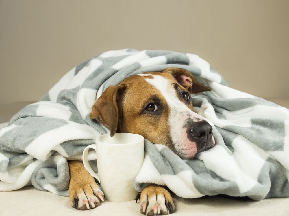 Raffreddore del cane sintomi e rimedi naturali per curarlo