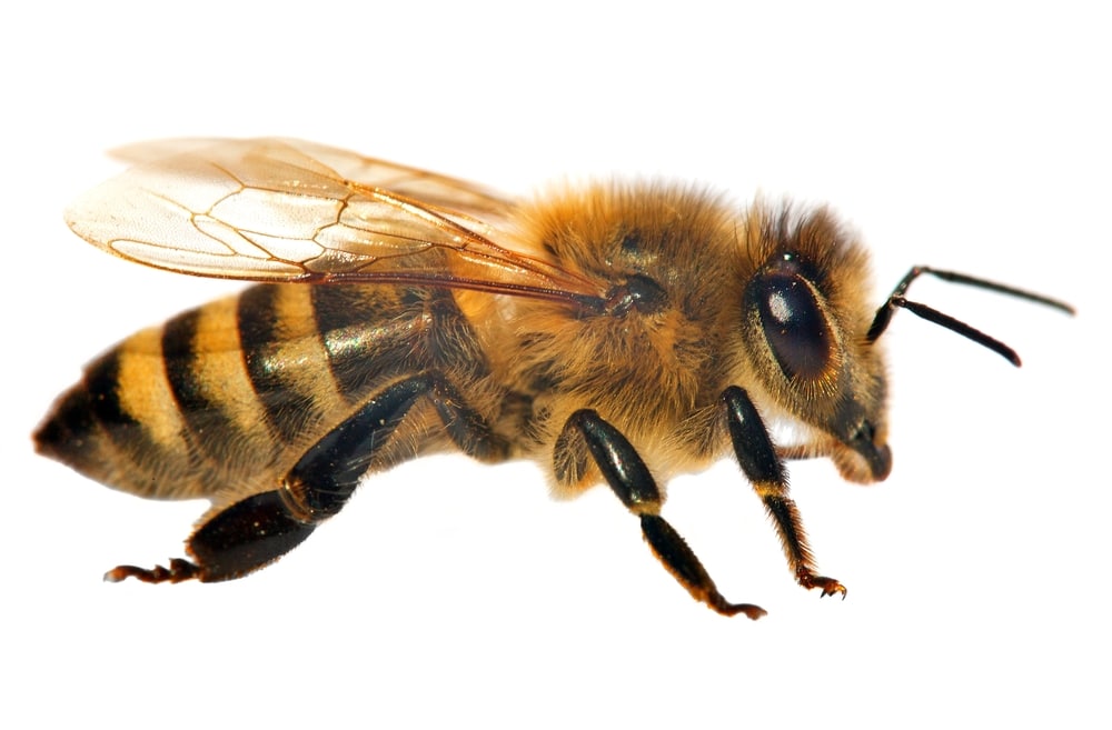 Sciame di api cosa fare e a chi rivolgersi per allontanarlo