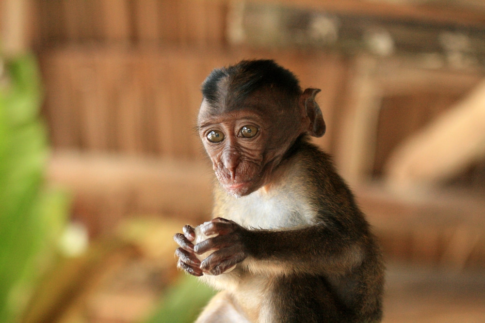 Scimmia domestica come animale quello che c’è da sapere