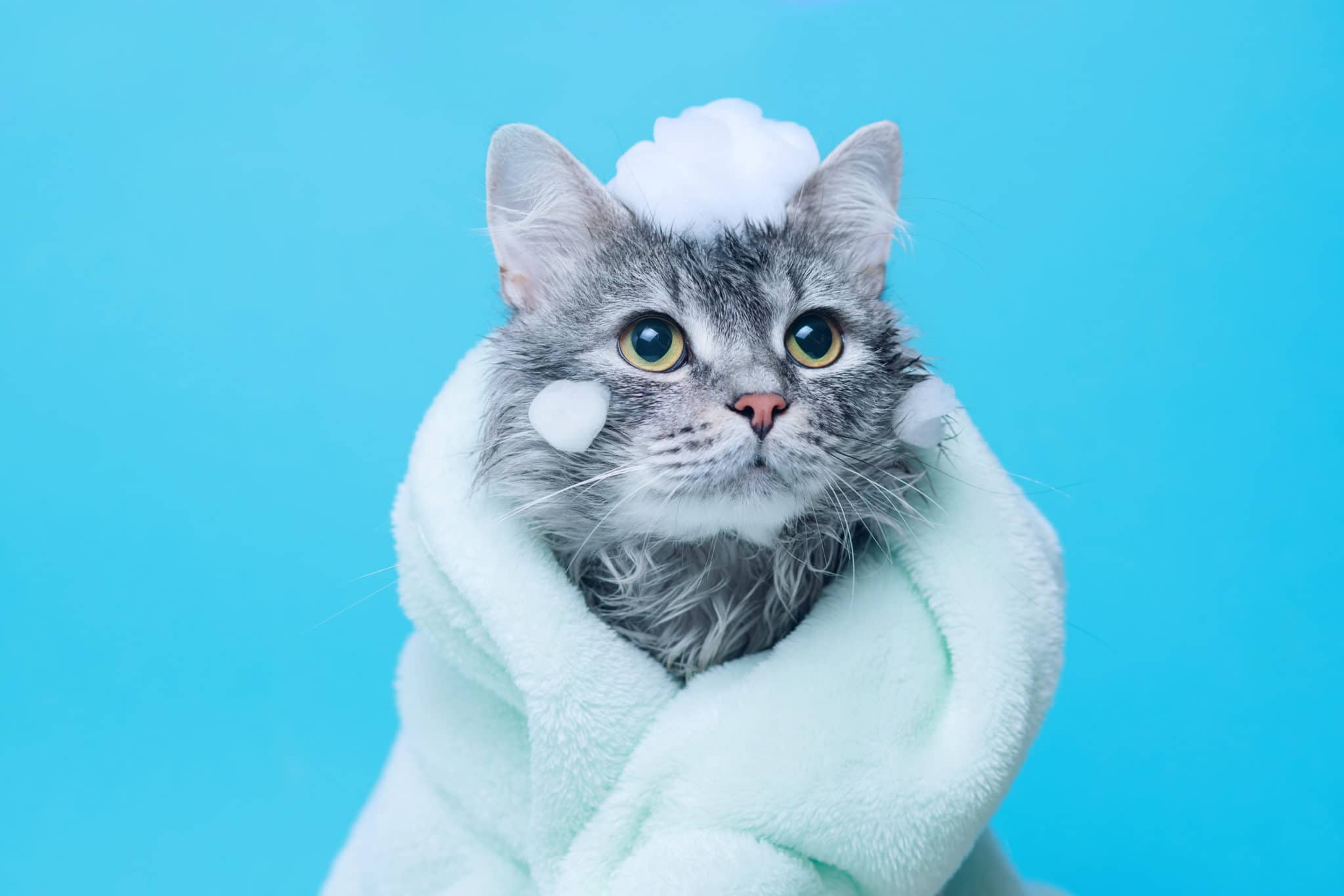 Shampoo per gatti fai da te ecco come realizzarlo