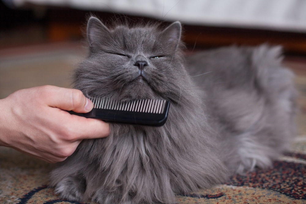 Spazzolare il gatto come fare e quale spazzola scegliere