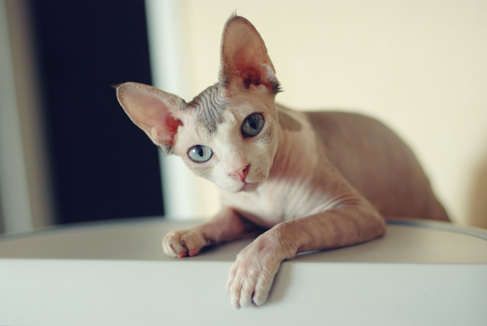 Sphynx com'è il carattere di questo gatto senza pelo