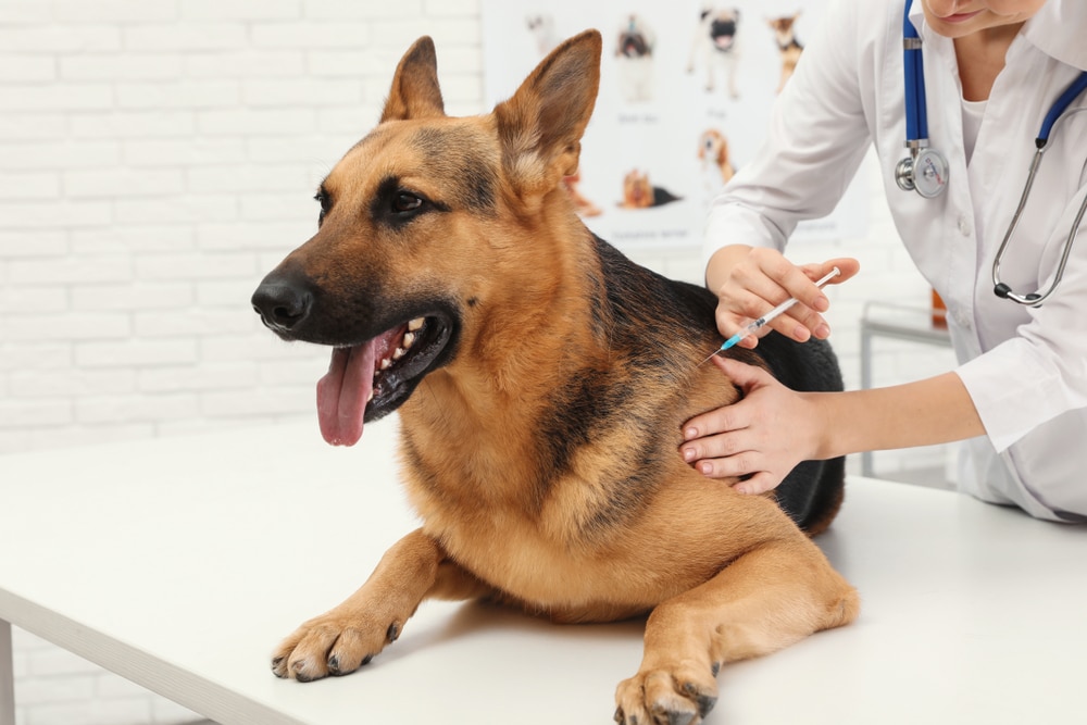 Vaccini del cane quali sono e perché è importante farli