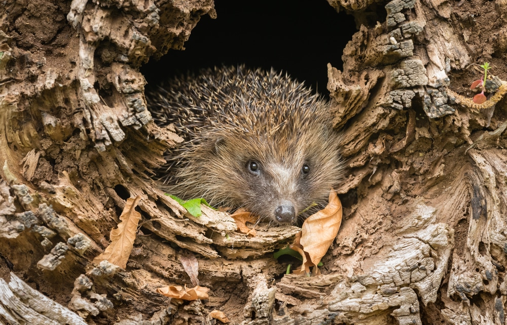 Animali in letargo è vero che dormono ininterrottamente per mesi