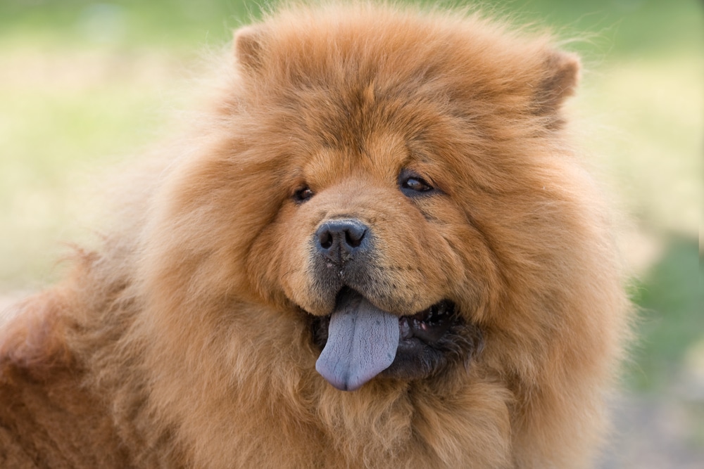 Chow Chow la razza di cane orientale con la lingua viola