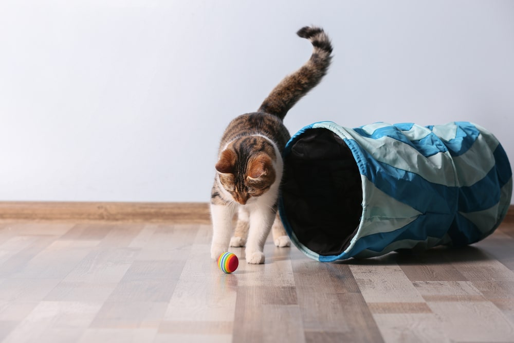 Come insegnare ad un gatto di strada a vivere in casa