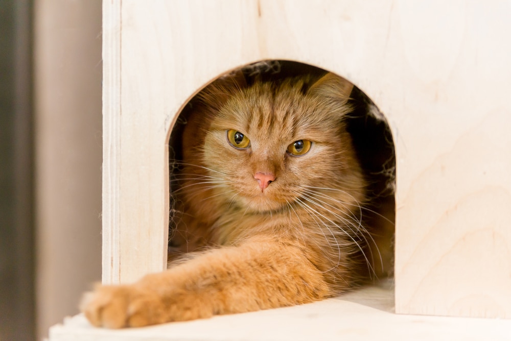 Cuccia per gatti fai da te ecco come realizzarne una