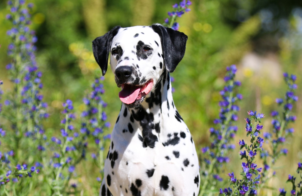 Dalmata carattere e prezzo di questa razza