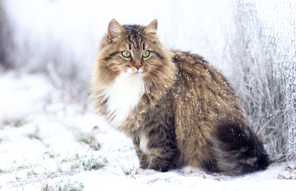 Gatto siberiano prezzo e carattere di questo maestoso felino