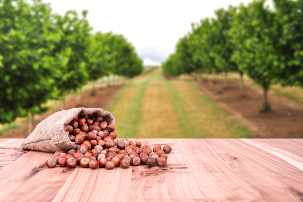 Nocciola proprietà e benefici di questa frutta secca