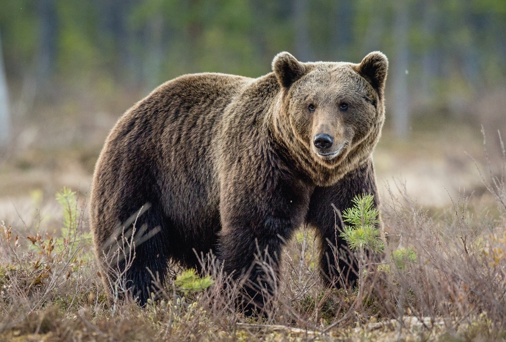 Orso bruno cosa mangia e dove vive