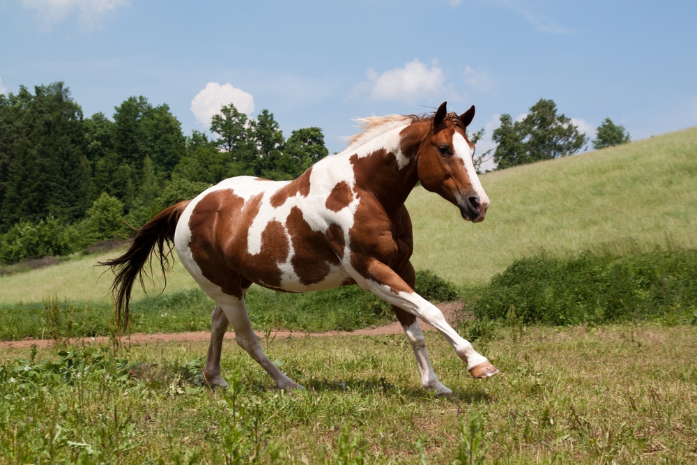 Paint Horse caratteristiche e storia di questo cavallo