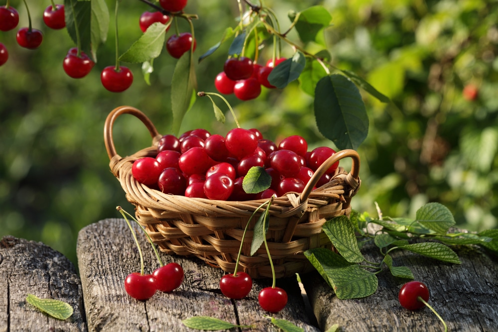 Proprietà e benefici delle ciliegie, il frutto di stagione