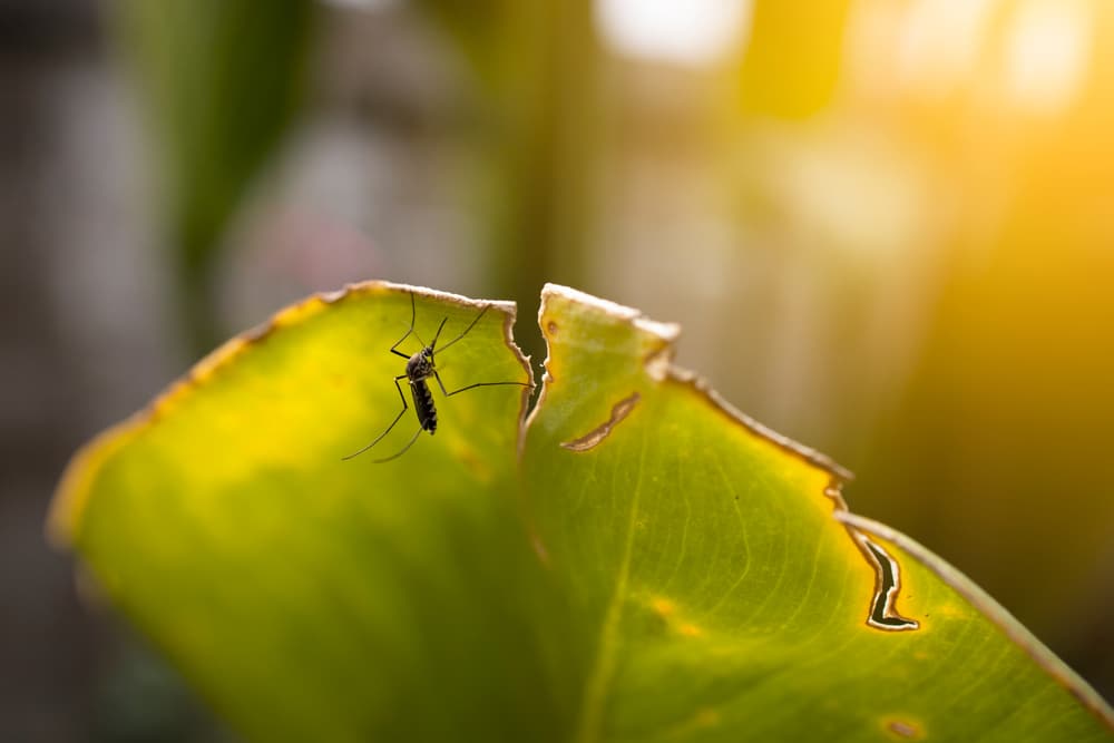 5 Piante antizanzare da utilizzare in giardino e in balcone