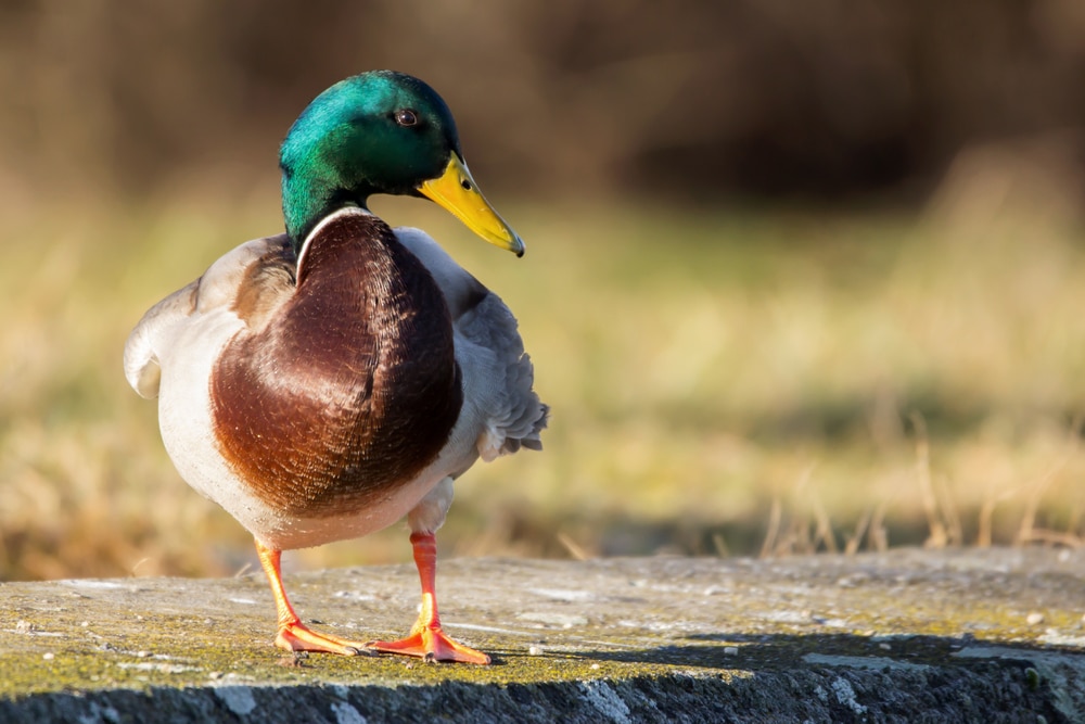 Anatra tutte le specie e le principali caratteristiche