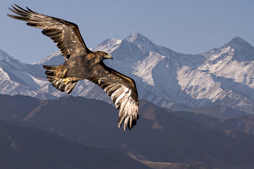 Aquila reale curiosità e caratteristiche di questo volatile