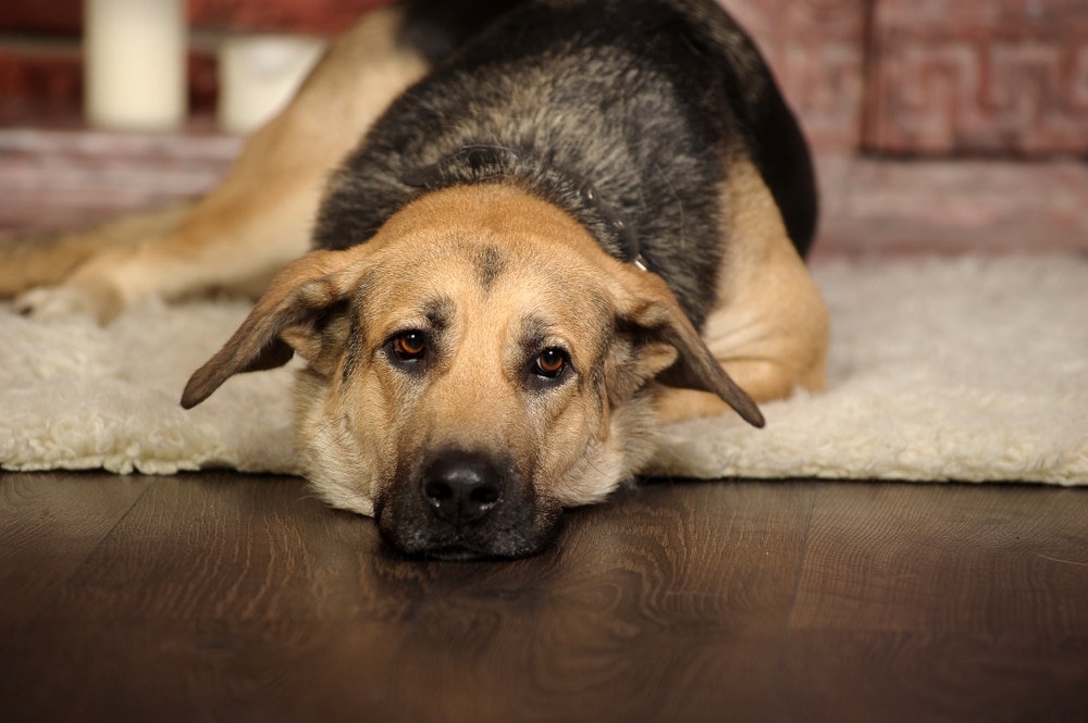 Artrite del cane come riconoscerla