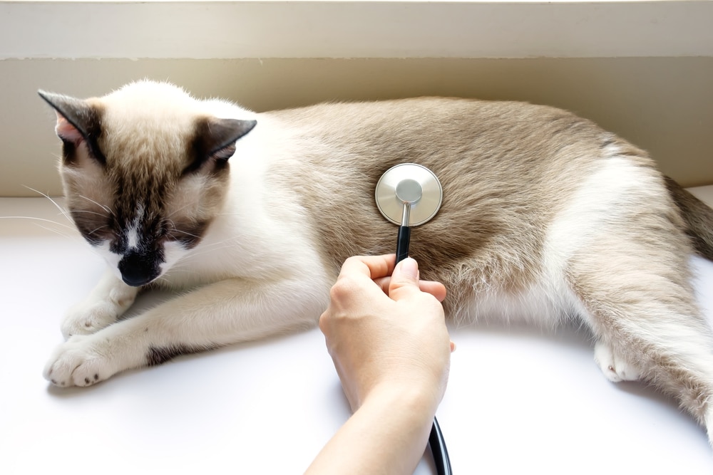 Ascite nel gatto cause, sintomi e cure