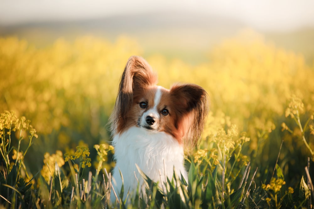 Cane Papillon una razza elegante e raffinata