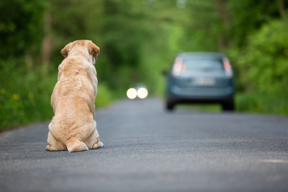 Cane abbandonato ecco cosa fare e come comportarsi