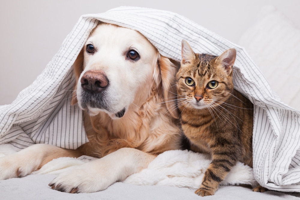 Cani e gatti come curarli con metodi naturali