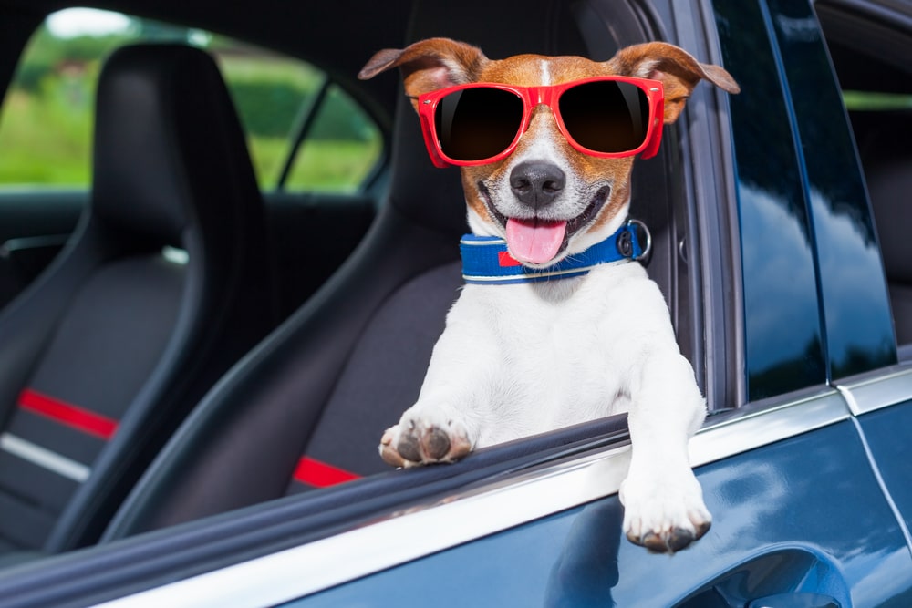 Cani e gatti in auto: come viaggiare in sicurezza