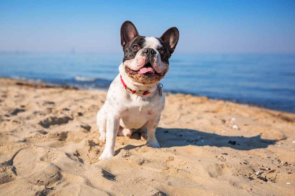 Cani in spiaggia le regole da rispettare per evitare multe