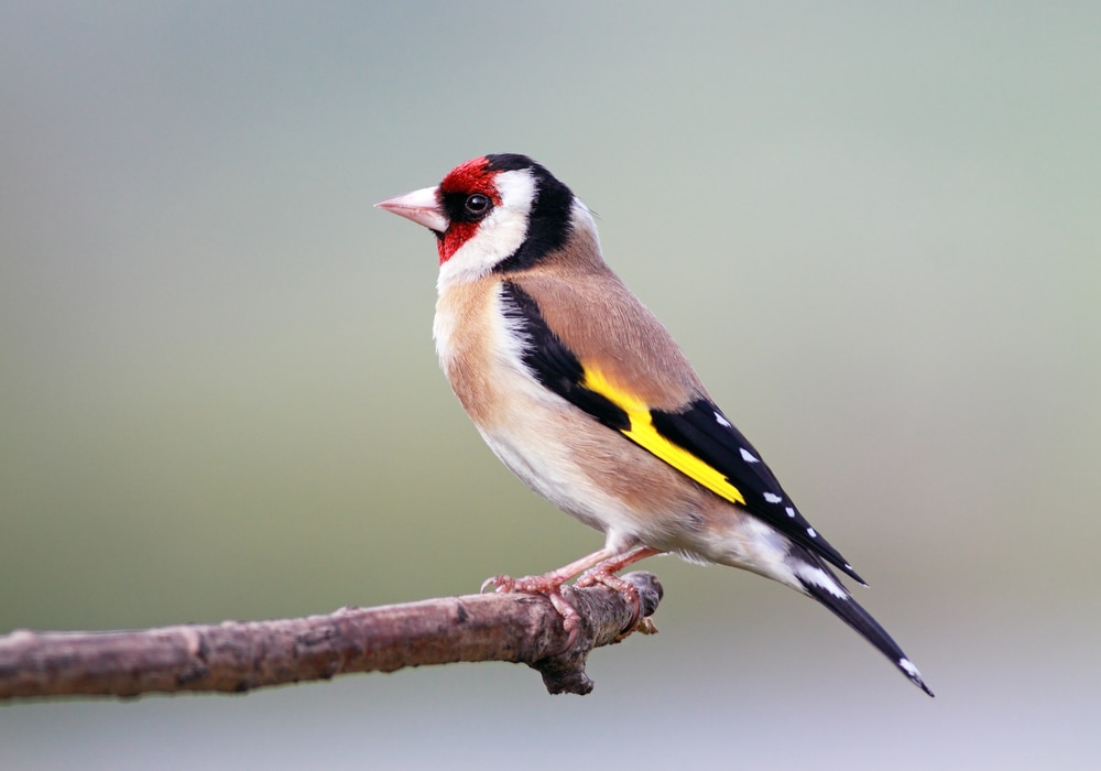 Cardellino: curiosità su questo uccello abile nel canto