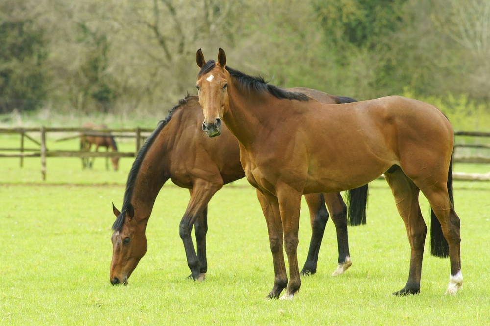 Cavallo purosangue inglese tutto su questa razza da corsa