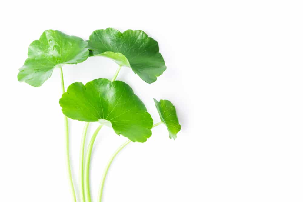 Centella asiatica proprietà benefiche e caratteristiche