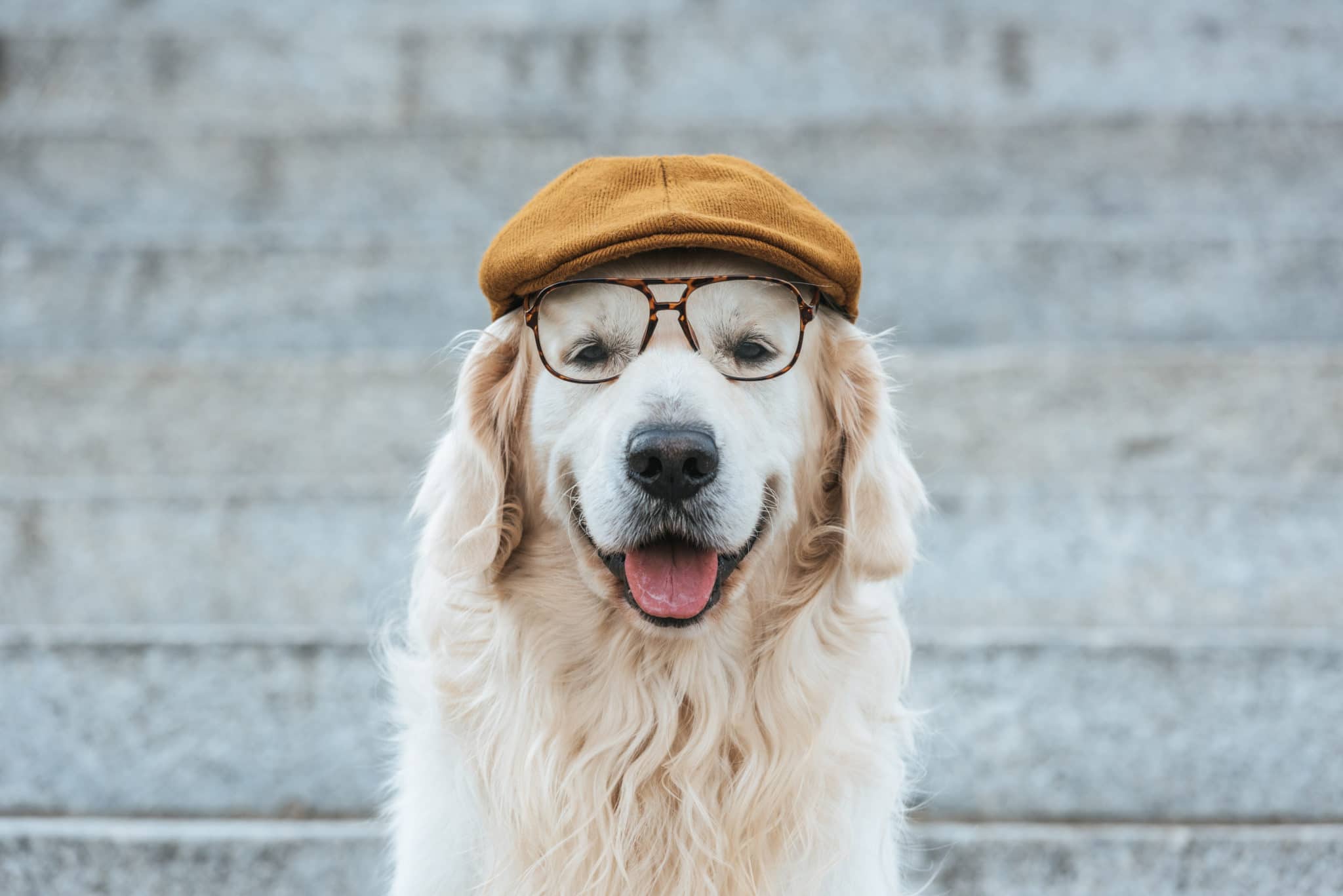 Come calcolare l'età del cane nel modo corretto