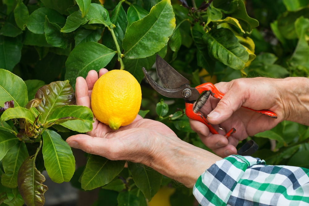 Come coltivare i limoni guida pratica e utile