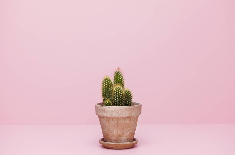 Come coltivare il cactus tecniche e consigli utili