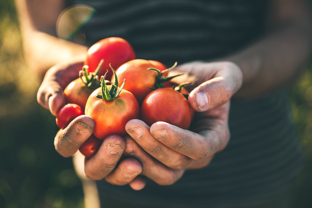 Come coltivare il pomodoro tecniche e suggerimenti