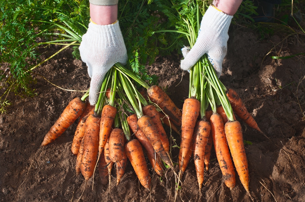 Come coltivare le carote terreno adatto e periodo di semina