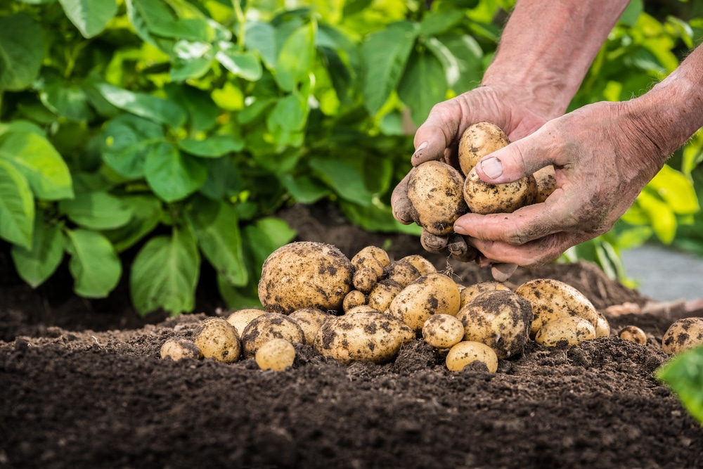 Come coltivare le patate nel modo corretto consigli utili