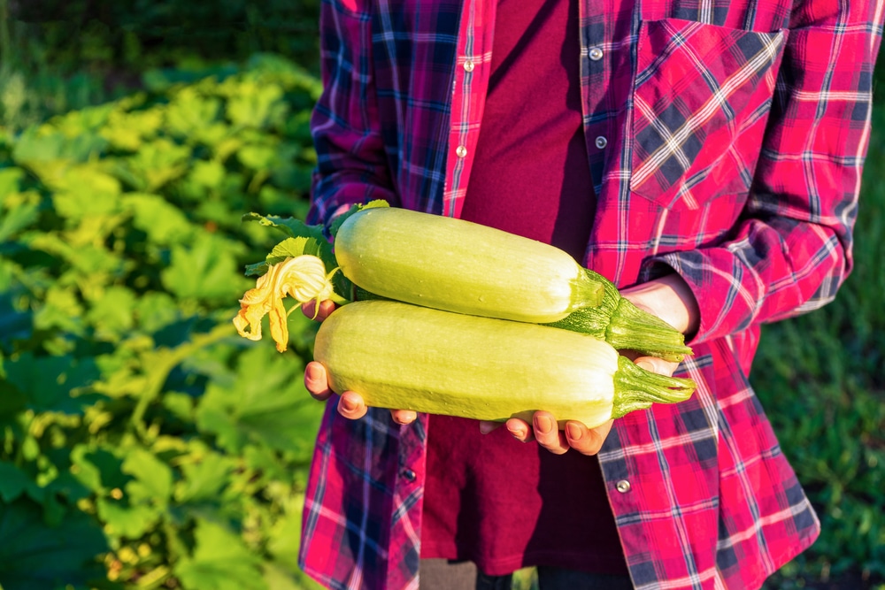 Come coltivare le zucchine sul balcone o nell'orto