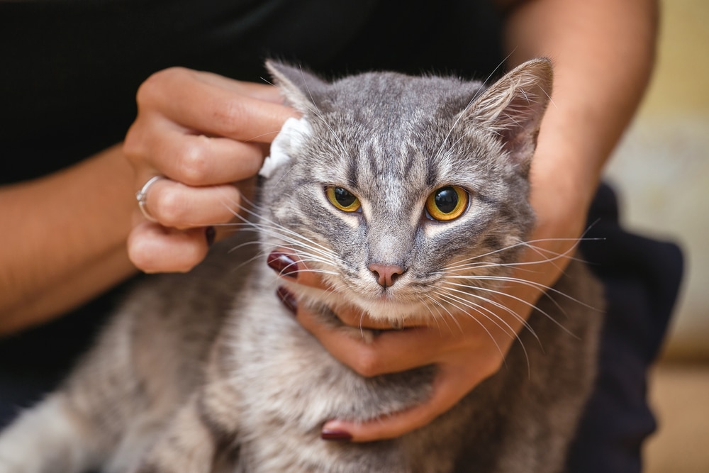 Come pulire le orecchie del gatto nel modo corretto