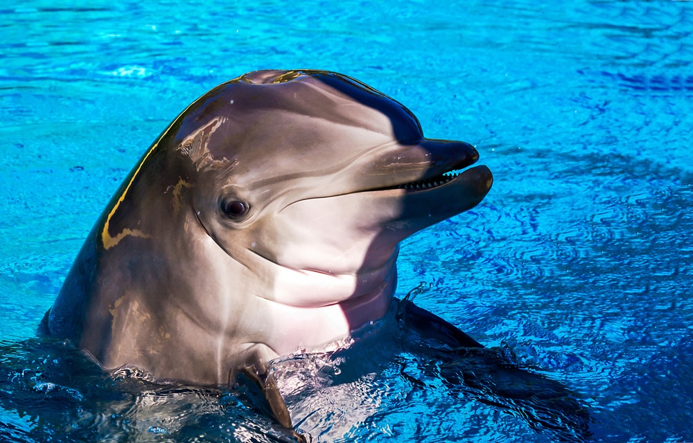 Delfino tutto su questo simpatico animale acquatico