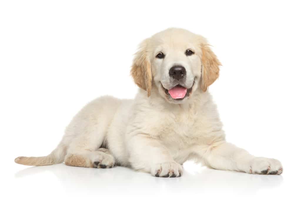 Golden Retriever: tutto su questo cane goloso e affettuoso