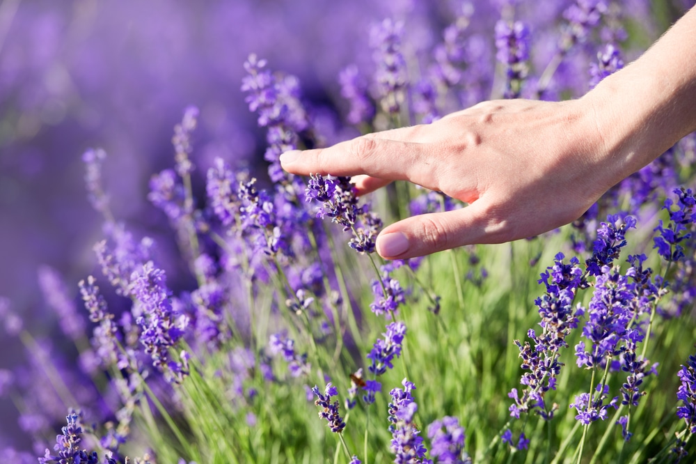 Lavanda come coltivarla in vaso o in giardino