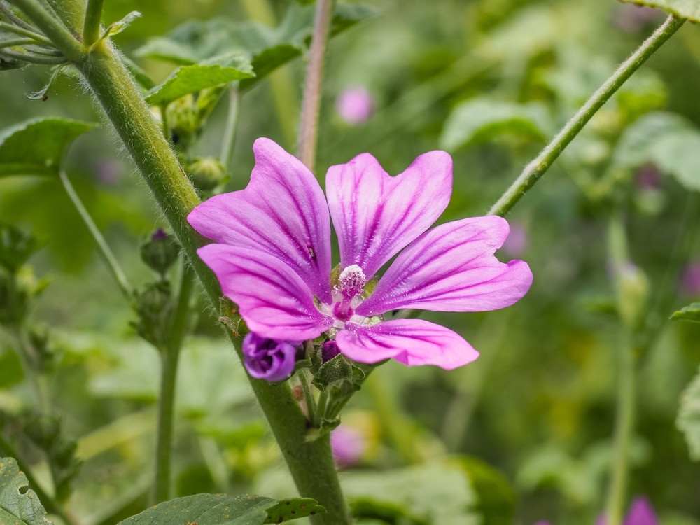 Malva proprietà, benefici e utilizzo di questa pianta