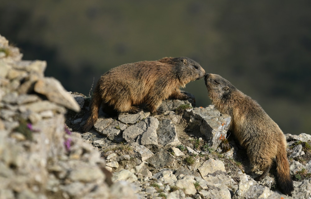 Marmotta perché bacia i suoi simili e tante altre curiosità