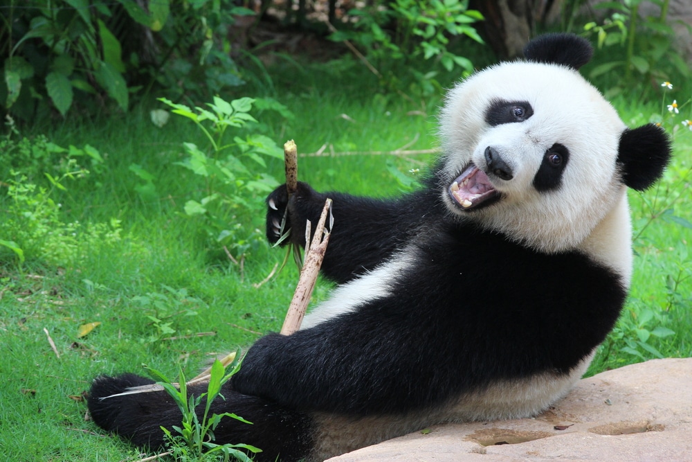 Panda gigante le origini e tutte le caratteristiche