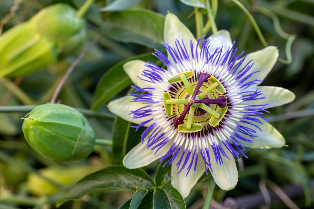 Passiflora proprietà della pianta del frutto della passione