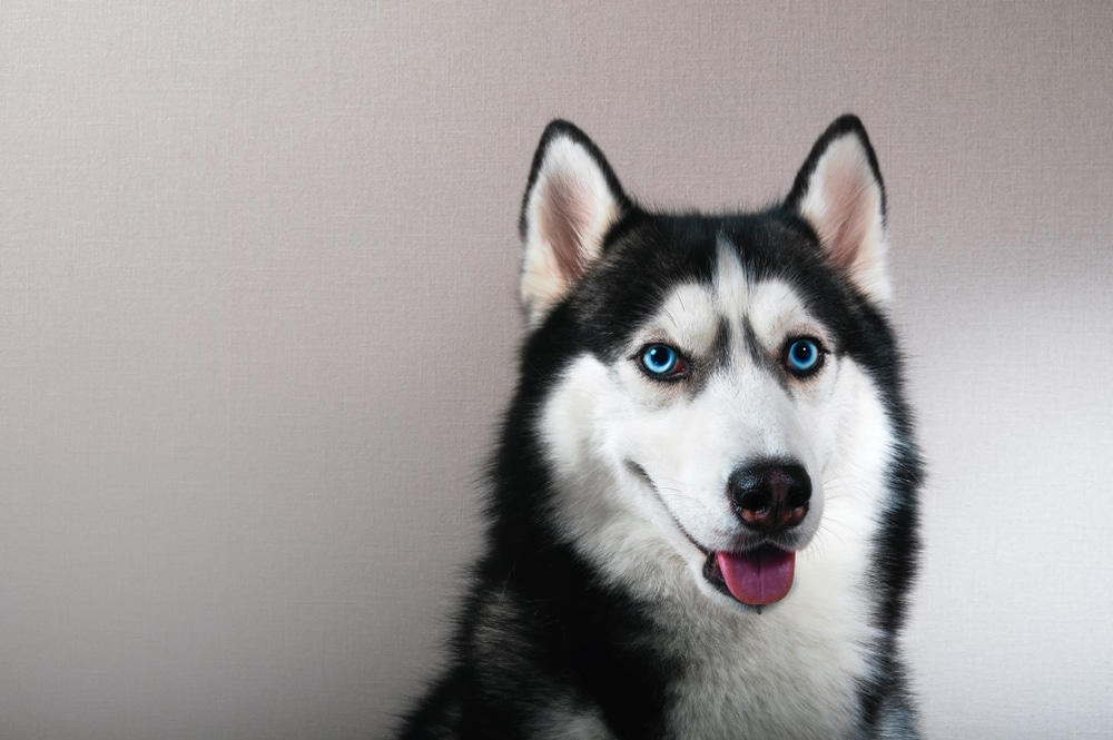 Perché il cane husky ha gli occhi di ghiaccio