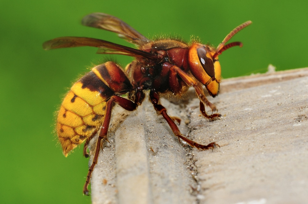Punture di vespa 10 rimedi naturali infallibili