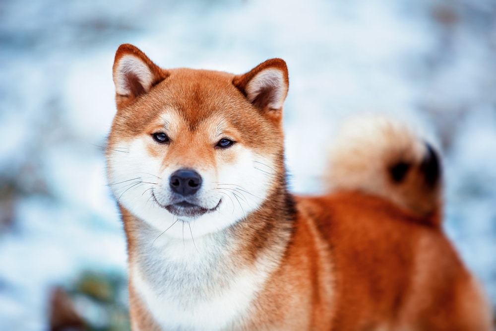 Shiba Inu origini e caratteristiche di questa razza di cane