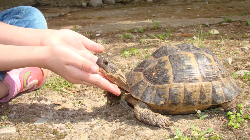 Come costruire un terrario per le tartarughe di terra